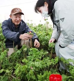 アネモネの生育を確認する平出さん（左）と三澤指導員