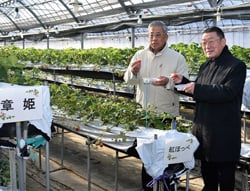 イチゴ狩りをPRをする土屋市長（右）と眞島組合長（左）