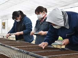 手作業で慎重に種をまく指導員ら
