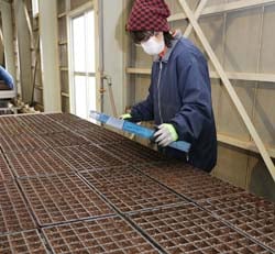 専用の器具を使って種をまいていく職員