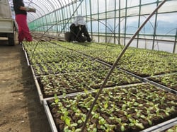 初期育苗を終え、定植に向け管理用のハウスに苗を移動する生産者
