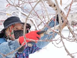 モモの木を剪定する北澤利さん