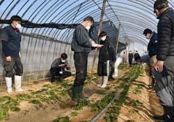 産地化に向けた圃場巡回