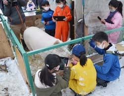 最後を惜しみ豚と触れ合う児童