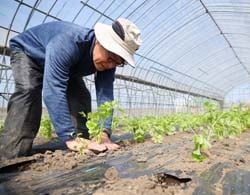ポットから1株ずつセルリーの苗を取り出し、穴あきマルチを敷いた畝に植える両角さん