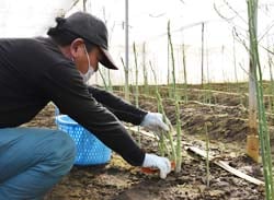 収穫作業をすすめる大澤さん(生産者)