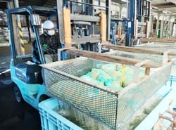 種もみを温湯消毒する職員（茅野市営農センター南部センター）