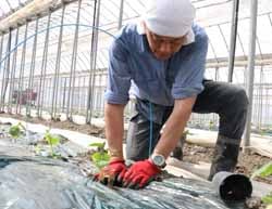 ていねいに定植作業をすすめる百瀬専門部長