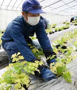 心を込めて定植する西村副部会長