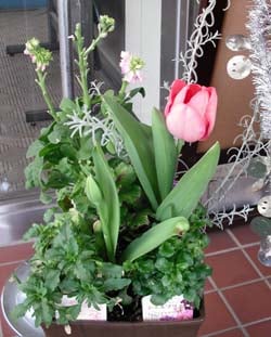 玄関前を春らしく彩る寄せ植え