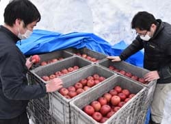 掘り出したりんごの品質を確認する職員
