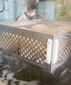 温湯で消毒される種もみ