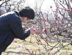 アンズの開花を確認する職員