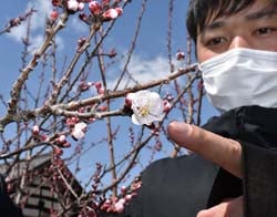 千曲市森で開花したアンズの花を確認する堀内技術員