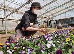 「すみれ祭り」に向けて、花苗の生育を見守る河西由紀子さん