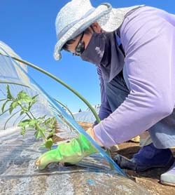 丁寧にスイカの定植をすすめる中村さん