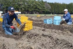 掘り起こされた苗を拾い上げる工藤さん（手前）