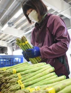 4月5日、ながの総合収出荷場で行われたアスパラガスの選別作業