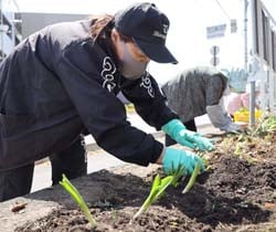 人通りの多い道沿いに球根を定植する部員