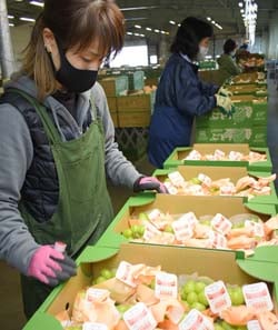 農家からJA須坂共選所に持ち込まれた冷蔵貯蔵のシャインマスカット