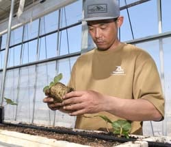 苗を定植する農家