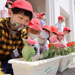 開花したチューリップを見つめる児童