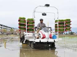 一足先に田植えする宮澤さん
