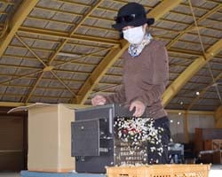 葯採取機を使う石川さん