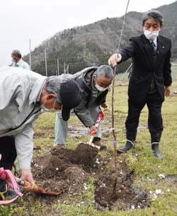 りんご苗木を定植する駒村実行委員長（中）
