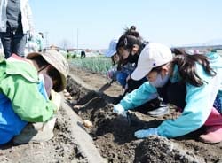 種芋の植え付けを行う参加者（17日　松本市にて）