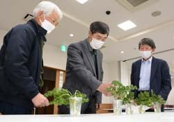 見本のパセリを前に規格を確認する生産者