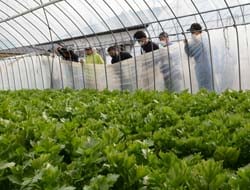 ほ場巡回でセルリーの生育状況を確認する生産者ら