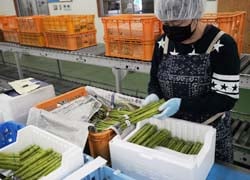 一束ごと検品し荷造りするアスパラガス