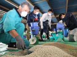 コーティングした種もみを小分けにする職員