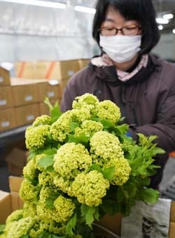 出荷最盛期のスノーボール