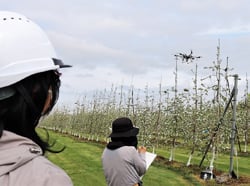 ドローンを使用した人工授粉実験