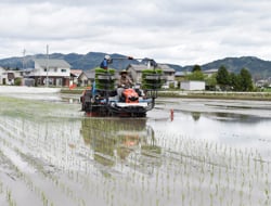 大面積の田で行われた田植え作業