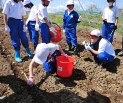 定植作業をする小学生