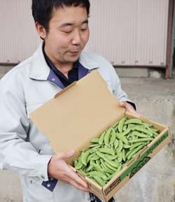 箱詰めしたスナップえんどうを確認する早出さん