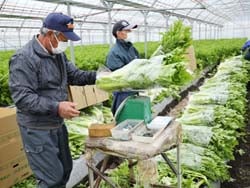 セルリーの出荷準備を進める矢嶋さん（左）