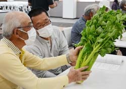 見本のセルリーで規格の確認をする生産者
