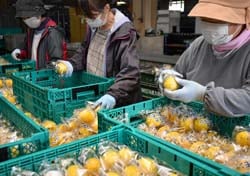 広島県産レモンを丁寧に検品する職員