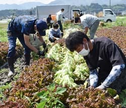 青年部員とJA職員が一緒に行うレタスの収穫