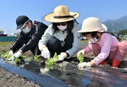 家族で苗を定植する参加者ら