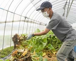 80cmほどに成長した陸ワサビを収穫する浅川さん