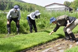 JA職員（右）が苗の生育状況を確認