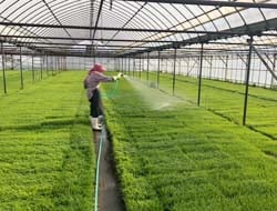 配布する苗に水やりをする
