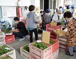 野菜苗を手に取る来場客ら