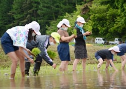 「こんな山辺にするじゃん会」のメンバーに教わりながら田植えをする児童たち（16日　松本市で）