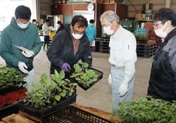 すわこ営農センター集荷所で早朝から行った野菜苗の引き渡し